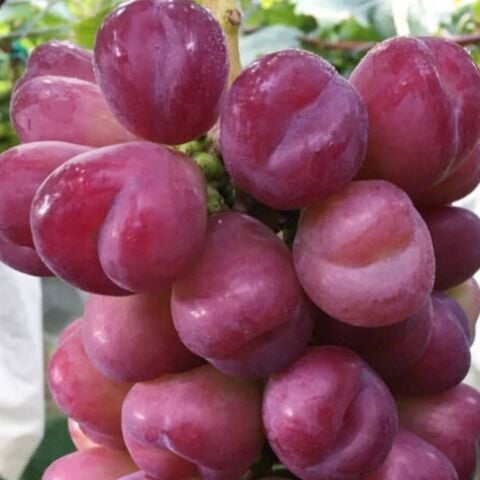 Çekirdeksiz Aroması Mükemmel Kalp Üzüm Fidanı (5-15 cm)