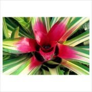 Utanç Çiçeği(Neoregelia Caroliane)
