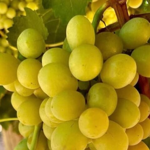 Çekirdeksiz Aroması Mükemmel Vanilya Aromalı Kokulu Üzüm Fidanı (5-15 cm)