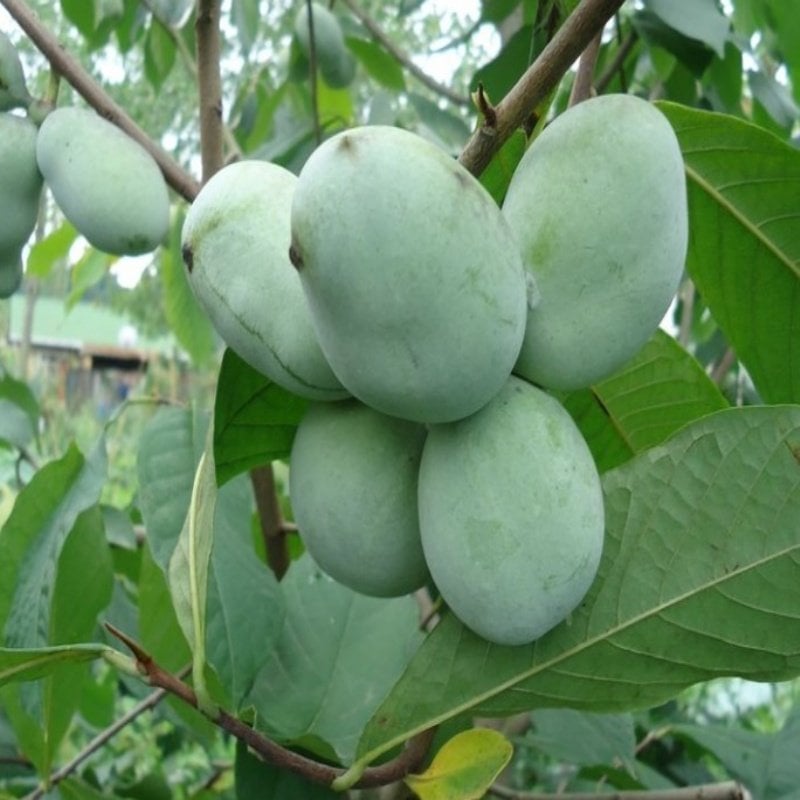 Tüplü Pavpav(Pawpaw)  Fidanı Seneye Meyve Verir Durumda
