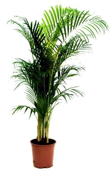 Areca Lutescens (Chrysalidocarpus)