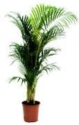 Areca Lutescens (Chrysalidocarpus)