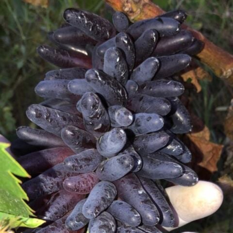 Çekirdeksiz Aroması Mükemmel  Yüksek Verimli Biber Üzüm Fidanı