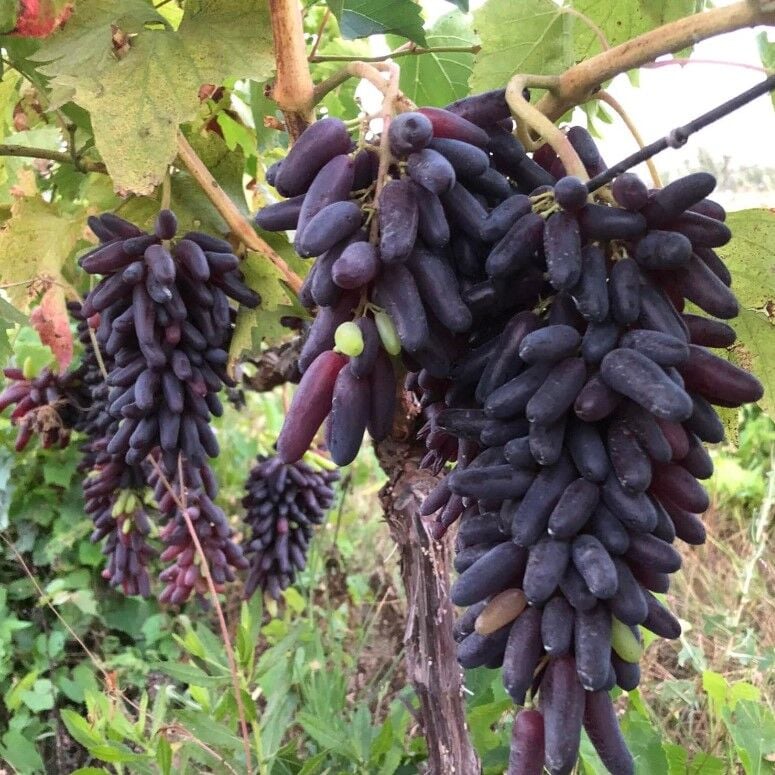 Çekirdeksiz Aroması Mükemmel  Yüksek Verimli Biber Üzüm Fidanı