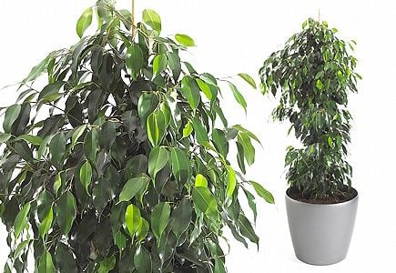 Ficus Daniella Süs Bitkisi