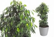Ficus Daniella Süs Bitkisi
