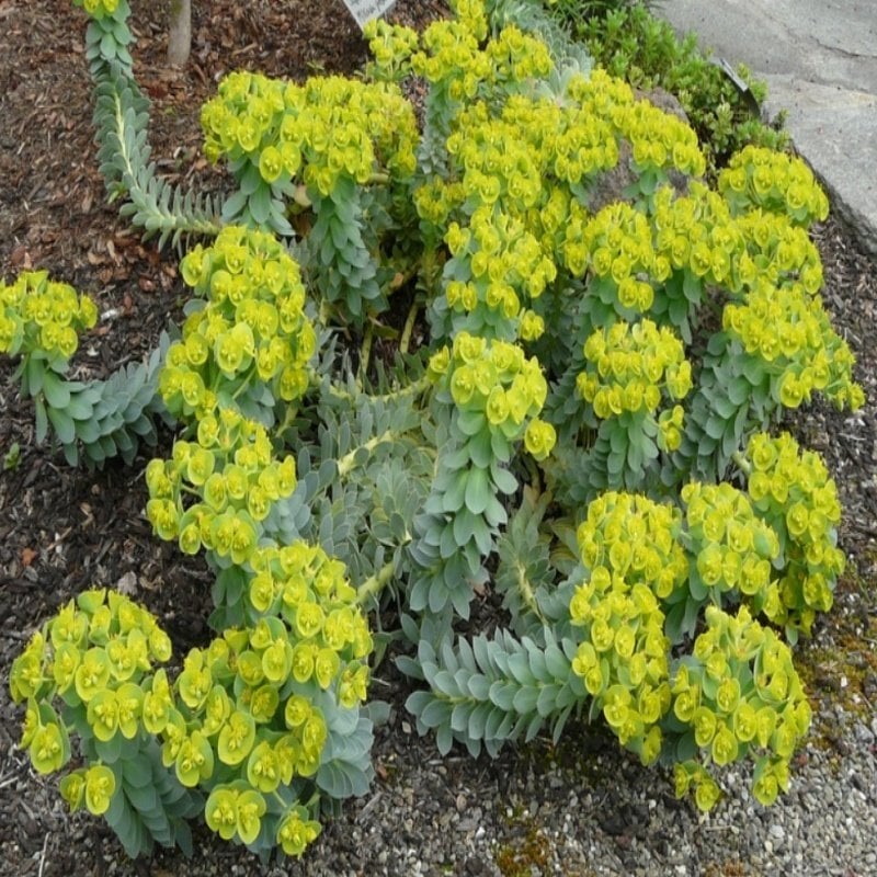 Aromatik Sütleğen Otu Fidanı (4 adet)