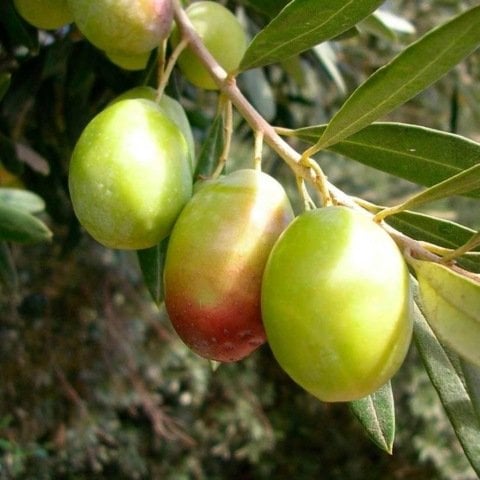 Tüplü Çok İri Meyveli Domat Zeytin Fidanı