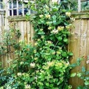 Kokulu Lonicera Caprifolium Hanım Eli Tohumu (5 tohum)