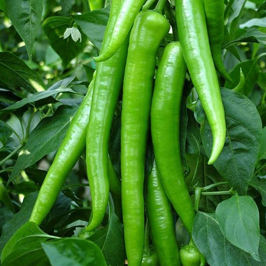 Yediveren Etli Klarnet Etli Tatlı Sivri Biber Fidesi (5 adet)