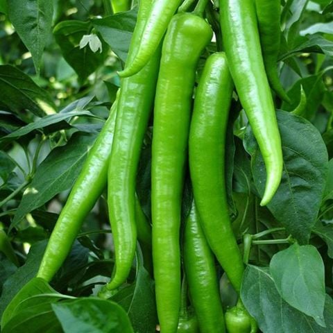 Yediveren Etli Klarnet Etli Tatlı Sivri Biber Fidesi (5 adet)