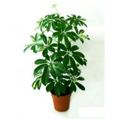 Schefflera Actinopylla Şeflera Süs Bitkisi