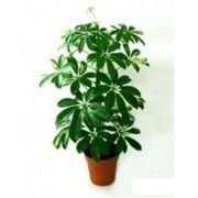 Schefflera Actinopylla Şeflera Süs Bitkisi