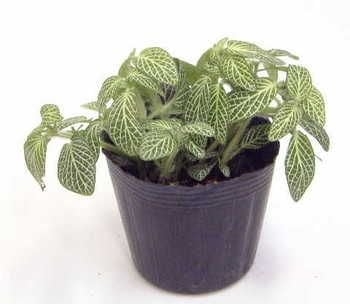 Fitonya(Fittonia Argyroneura) Çiçeği Süs