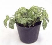 Fitonya(Fittonia Argyroneura) Çiçeği Süs