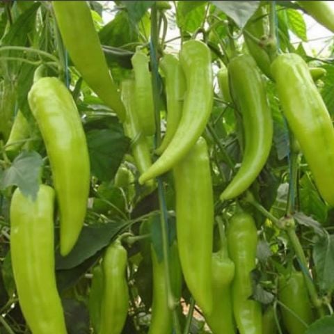 Etli Çarlina Çarliston Tatlı  Biber Fidesi (5 adet)