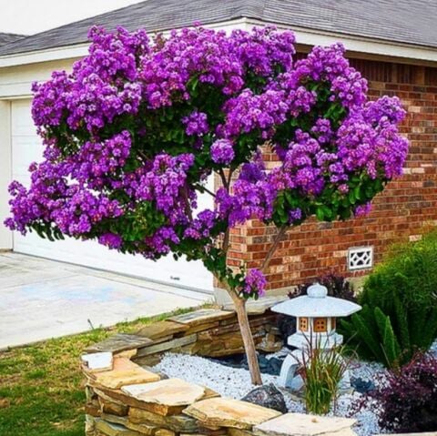 Soğuklara Dayanıklı Tüplü Lagerstromia İndica Mor Renkli Oya Ağacı Fidanı