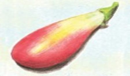 Doğal Brasilian Oval Orange Patlıcan Tohumu(20 adet)