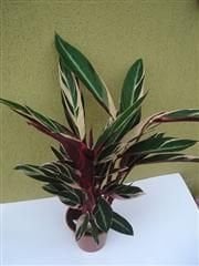 Calathea Stromanthe Süs Bitkisi