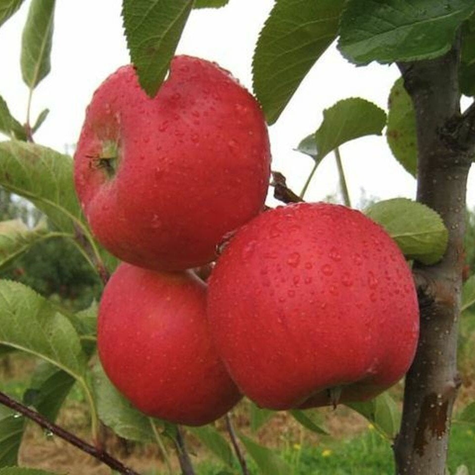 Açık Kök Tam Bodur Pirouette Elma Fidanı