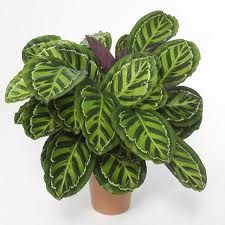 Dua Çiçeği Maranta Tricolor Bitkisi