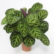Dua Çiçeği Maranta Tricolor Bitkisi