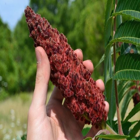 Tüplü Özel Çeşit Sumak Ağacı Fidanı (Seneye Meyve Verir)