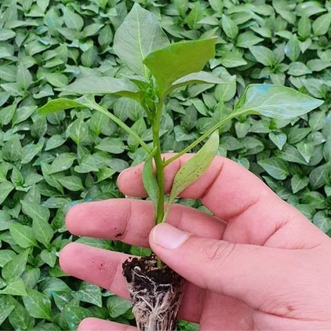 Yüksek Verimli Fişek Tatlı Kıl Biber Fidesi (5 adet)