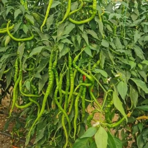 Yüksek Verimli Fişek Tatlı Kıl Biber Fidesi (5 adet)