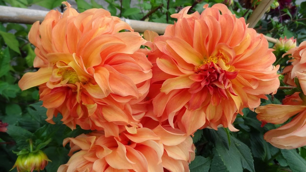 Moonlight Sonata İri Çiçekli Dahlia Soğanı Yumrusu (1 adet)