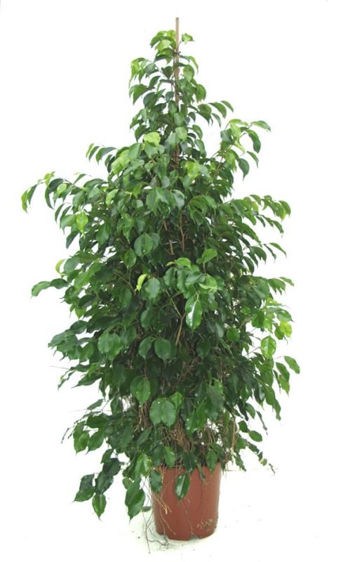Ficus Benjamin Süs Bitkisi