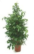 Ficus Benjamin Süs Bitkisi