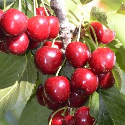 Tüplü Yarı Bodur Lorry Bloom Kiraz Fidanı