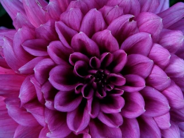 Purple Taihoje İri Çiçekli Dahlia Soğanı Yumrusu (1 adet)