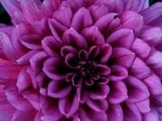 Purple Taihoje İri Çiçekli Dahlia Soğanı Yumrusu (1 adet)