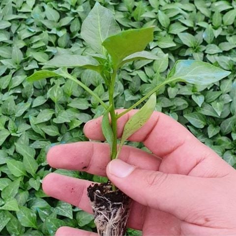 Sarı Stone Turşuluk Sofralık Acı Biber Fidesi (5 adet)