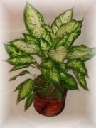 Dieffenbachia Tropic Snow