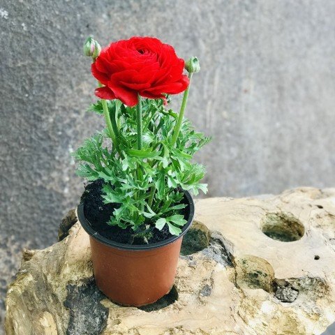 Saksıda Red Love Düğün - Şakayık Çiçeği Sınırlı Stok