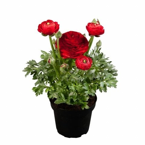 Saksıda Red Love Düğün - Şakayık Çiçeği Sınırlı Stok