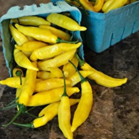 Sarı Stone Turşuluk Sofralık Acı Biber Fidesi (5 adet)
