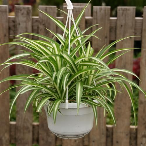 Chlorophytum Comosum Kordela Süs Bitkisi