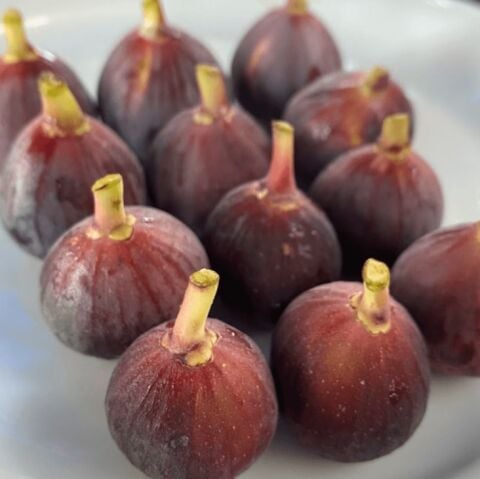 Seneye Meyve Verir Durumda Soğuklara Dayanılı Ficus Carica Ronde de Bordeaux İncir Fidanı Kendine Verimli(Kopya)