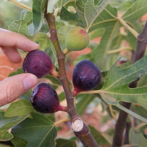 Seneye Meyve Verir Durumda Soğuklara Dayanılı Ficus Carica Ronde de Bordeaux İncir Fidanı Kendine Verimli(Kopya)