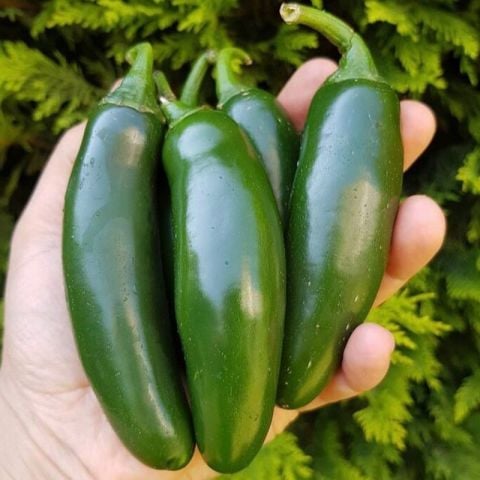 Aktif Jalapeno Zehir Gibi  Acı Biber Fidesi (5 adet)