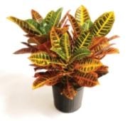 Croton Süs Bitkisi