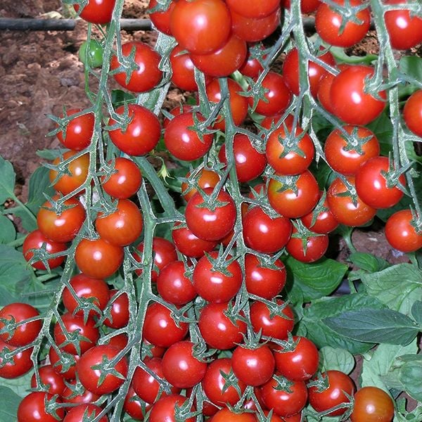 Yeniçeri Sırık  Domates Fidesi (5 adet)