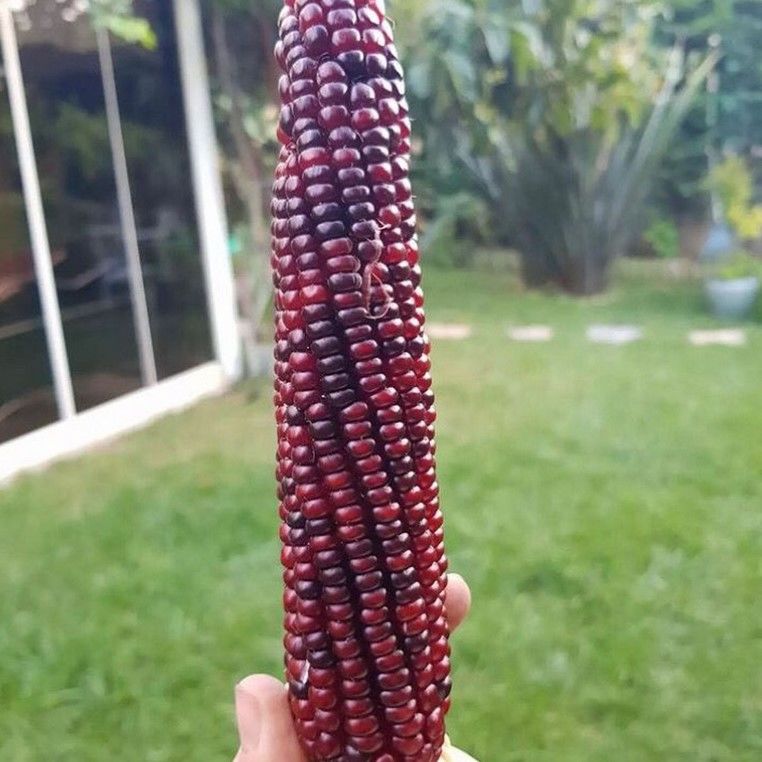 Geleneksel Ata Tohumları Bordo Patlak Mısır Tohumu (10 tohum)