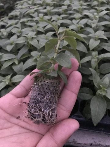 Nadir Fuchusia Blacky Siyah Küpe Çiçeği Fidesi (1 adet)