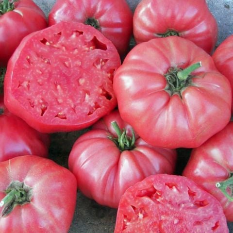 Kokulu Etli Çanakkale Pembe Domates Fidesi (5 adet)