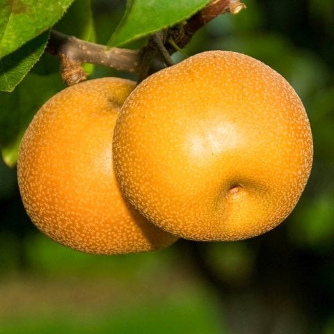 Açık Kök Hosui Japon(Naşi-Asya) Armudu  Fidanı
